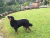 ambar1